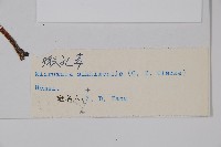微孔草藏品圖，第2張
