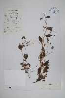 微孔草藏品圖，第1張