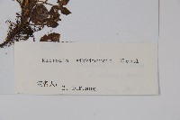 微孔草藏品圖，第2張