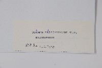 瀾滄滇紫草藏品圖，第2張