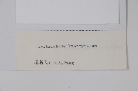 寬葉假鶴虱藏品圖，第2張