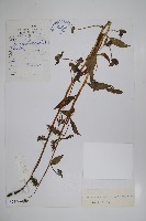 微孔草藏品圖，第1張