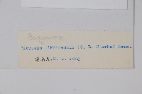 微孔草藏品圖，第2張