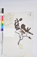 山育杜鵑藏品圖，第1張