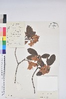 山育杜鵑藏品圖，第1張