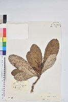 紫玉盤杜鵑藏品圖，第1張