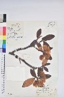 櫟葉杜鵑藏品圖，第1張