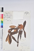 櫟葉杜鵑藏品圖，第1張