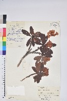 宿麟杜鵑藏品圖，第1張