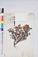 地毯杰鵑花藏品圖，第1張