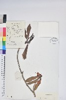 光柱杜鵑藏品圖，第1張