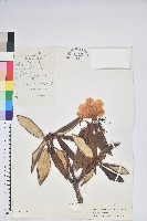 白雪杜鵑藏品圖，第1張