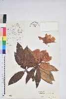 腺房杜鵑藏品圖，第1張