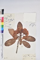 大白杜鵑藏品圖，第1張