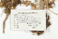 山菜葶藶藏品圖，第2張