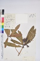 登錄號:S023080藏品圖，第1張