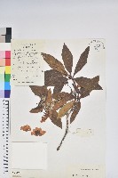 亮鱗杜鵑藏品圖，第1張