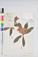 紅棕杜鵑藏品圖，第1張