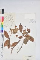 紅棕杜鵑藏品圖，第1張