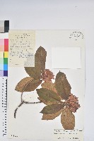 紅棕杜鵑藏品圖，第1張