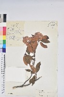 紅棕杜鵑藏品圖，第1張