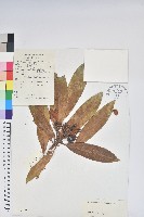 蜡葉杜鵑藏品圖，第1張