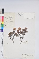 登錄號:S023134藏品圖，第1張