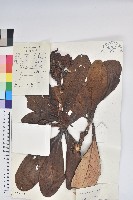 優秀杜鵑藏品圖，第1張