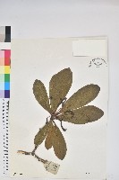 紫玉盤杜鵑藏品圖，第1張