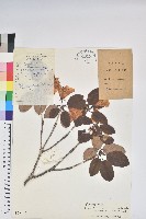 美麗彎果杜鵑藏品圖，第1張