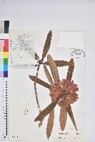 團花杜鵑藏品圖，第1張