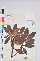 川滇杜鵑藏品圖，第1張