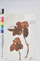 棕背川滇杜鵑藏品圖，第1張