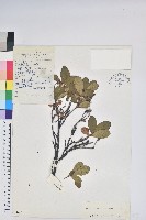 糙毛杜鵑藏品圖，第1張