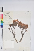 平臥怒江杜鵑藏品圖，第1張