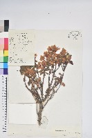 怒江杜鵑藏品圖，第1張