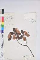 山育杜鵑藏品圖，第1張