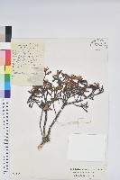 櫻草杜鵑藏品圖，第1張