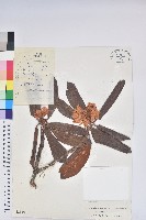 間斷杜鵑藏品圖，第1張