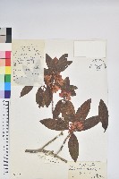 亮鱗杜鵑藏品圖，第1張