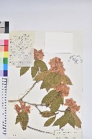 凸脈杜鵑藏品圖，第1張