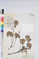 隱蕊杜鵑藏品圖，第1張