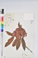 蜡葉杜鵑藏品圖，第1張