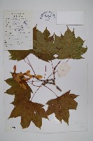 登錄號:S023208藏品圖，第1張