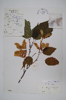 毛葉槭藏品圖，第1張