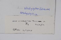 毛葉槭藏品圖，第2張