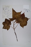 毛果槭藏品圖，第1張