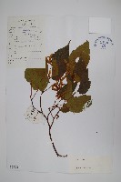 青榨槭藏品圖，第1張
