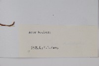 青榨槭藏品圖，第2張