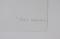 青皮槭藏品圖，第2張